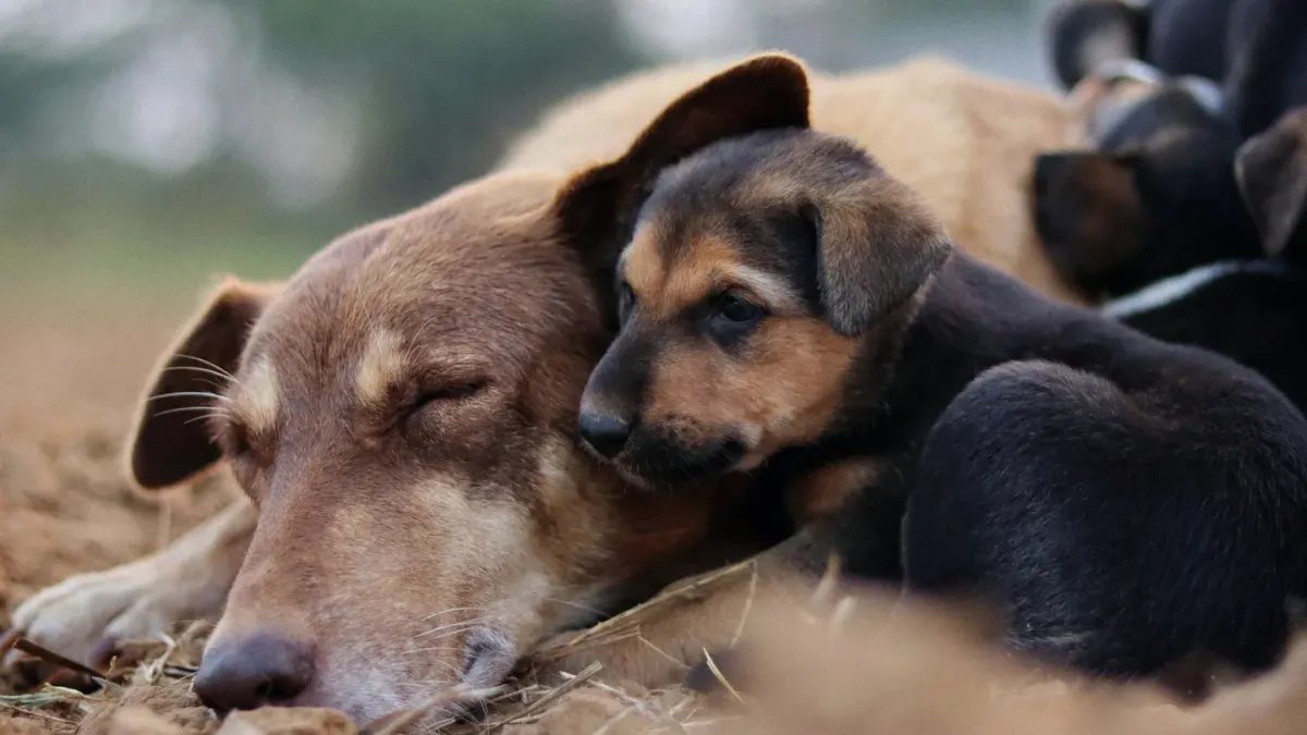 Dog sleeping at home