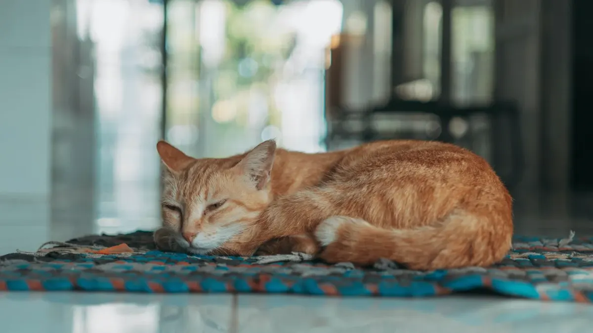 Dog sleeping cozy home