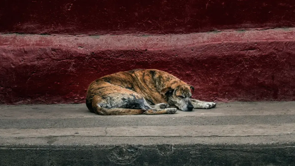Dog sleeping in sunlight