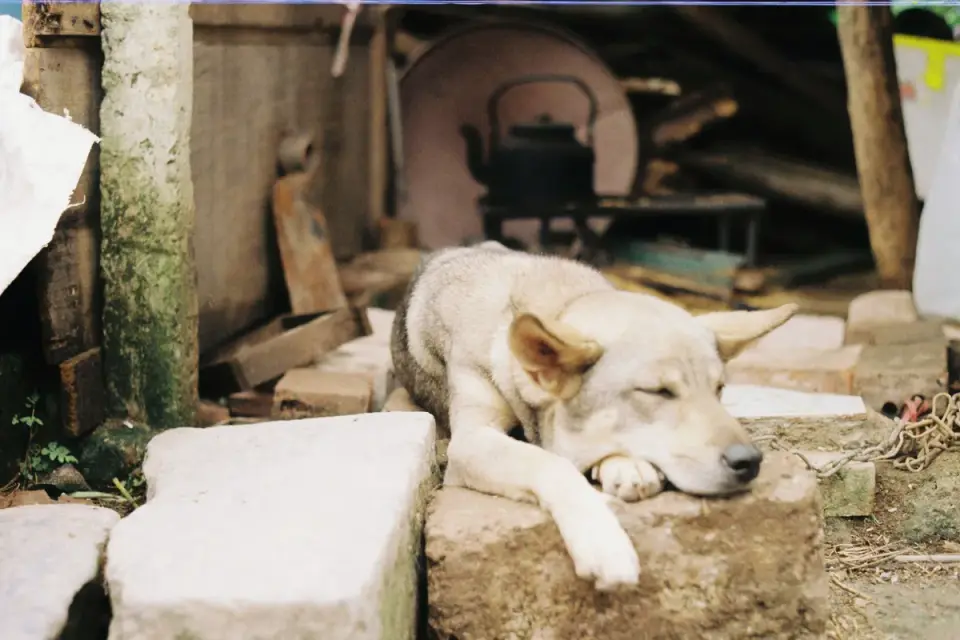 Dog sleeping in sunlight