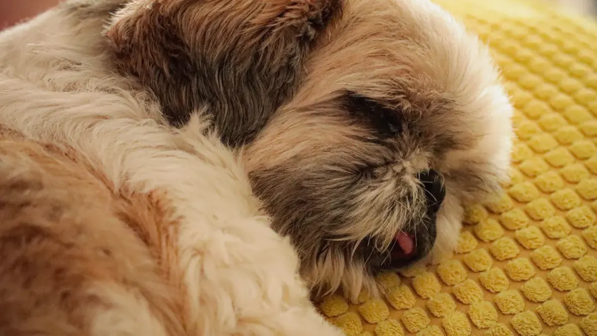 Dog sleeping in sunlight