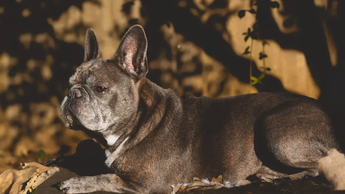 Dog sleeping in sunlight