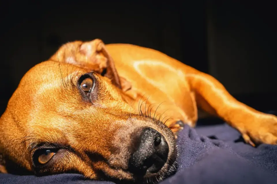 Dog sleeping in sunlight