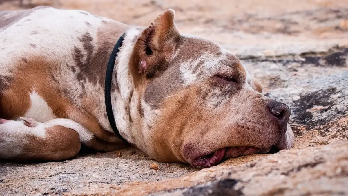 Dog sleeping in sunlight