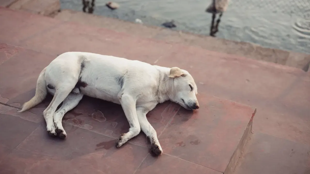 Dog sleeping in sunlight