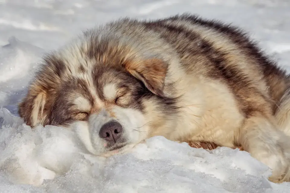 Dog sleeping in sunlight