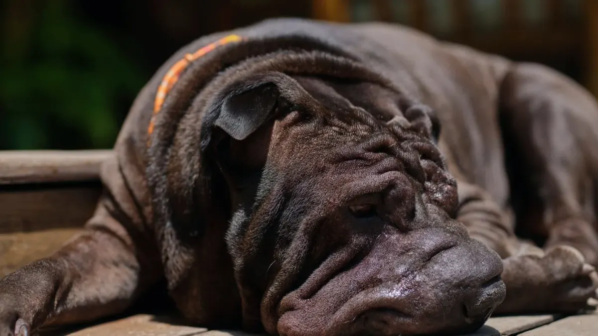 Dog sleeping in sunlight