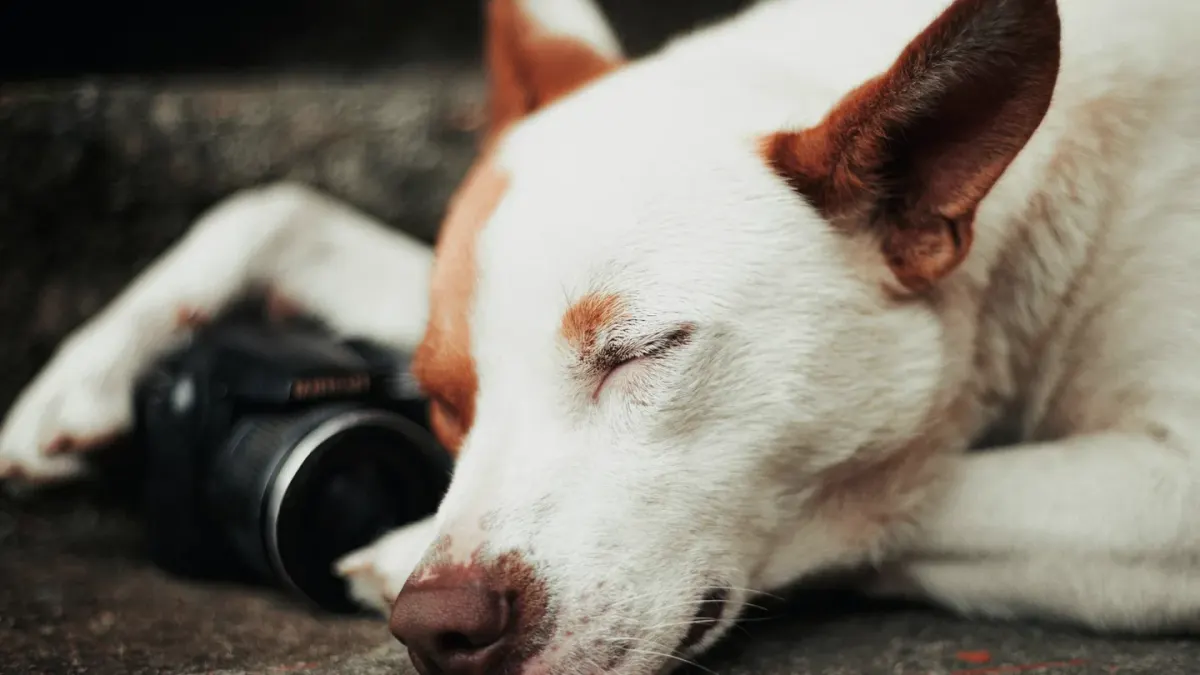 Dog sleeping in sunlight