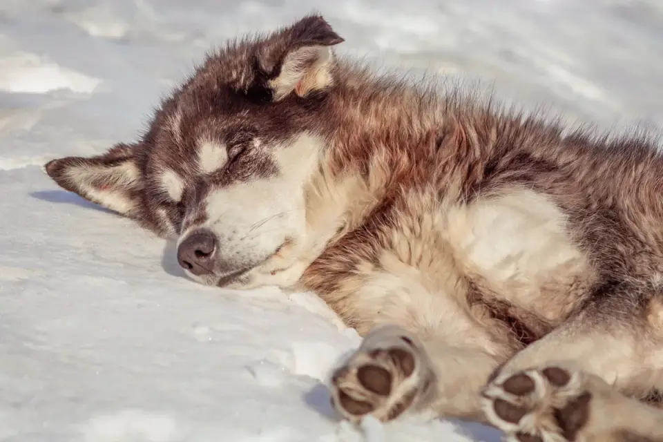 Dog sleeping in sunlight