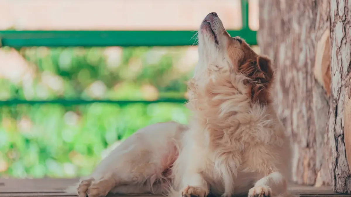 Dog standing up