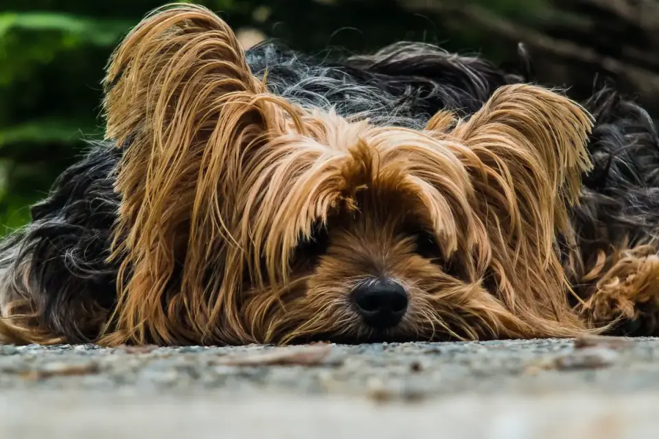 Dog standing up