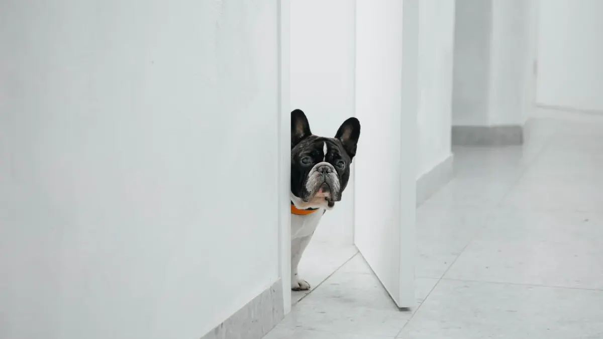 Dog standing up