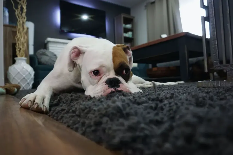 Dog standing up