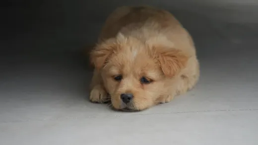 Dog standing up