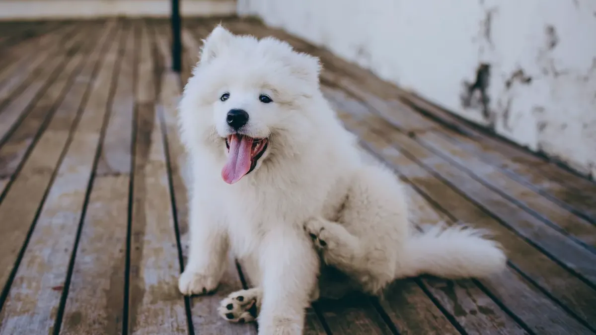 Dog standing up