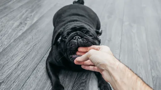Dog standing up