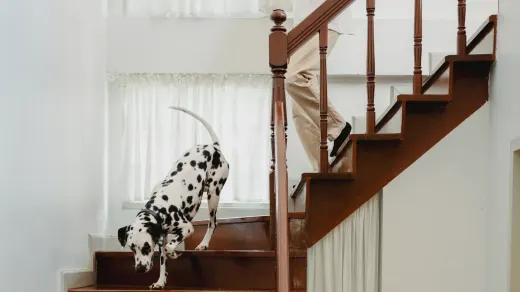 Dog standing up