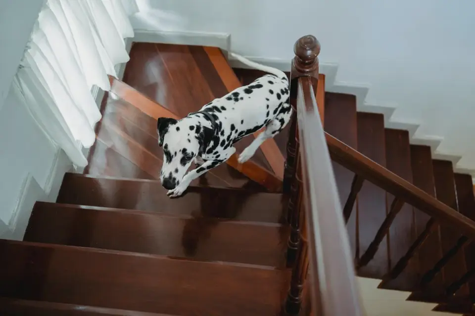 Dog standing up