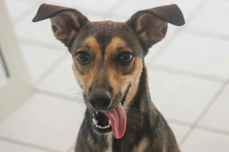 Dog standing up