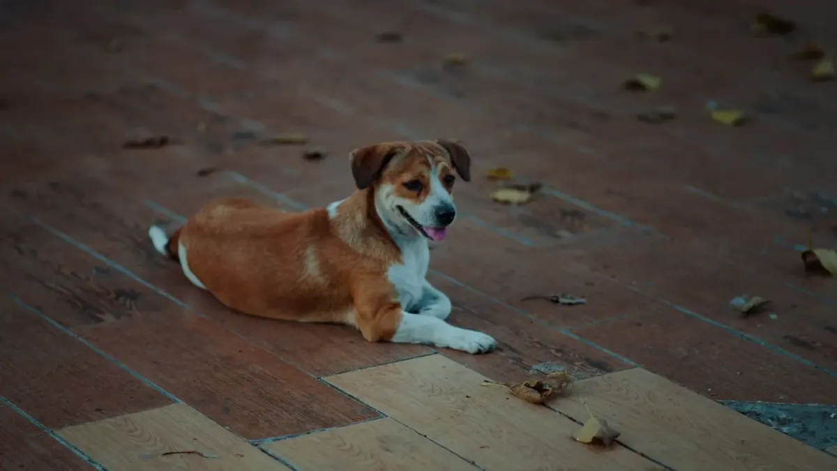 Dog standing up
