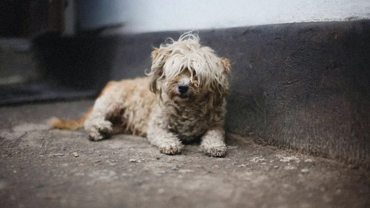 Dog standing up