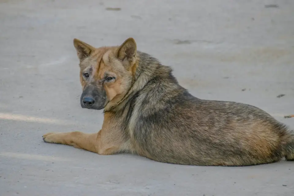 Dog standing up