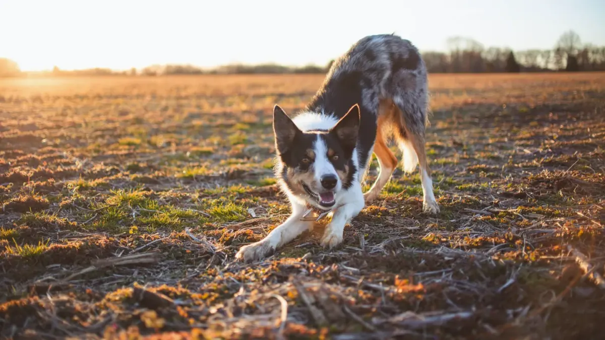 Dog stretching indoors