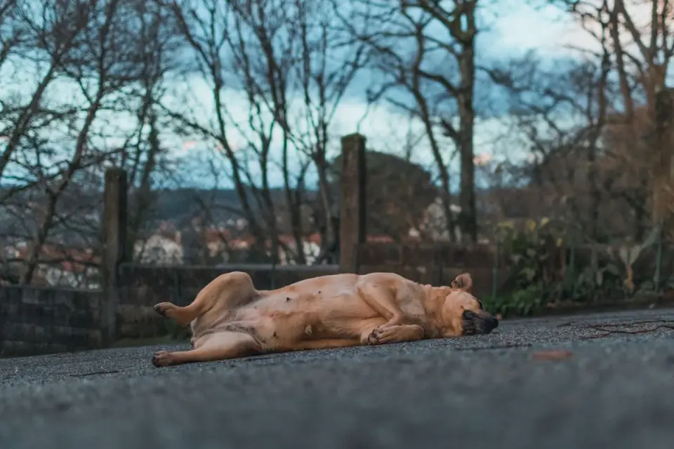Dog stretching indoors