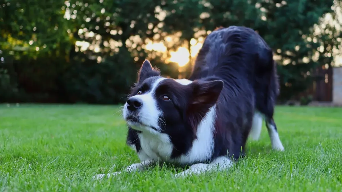 Dog stretching indoors