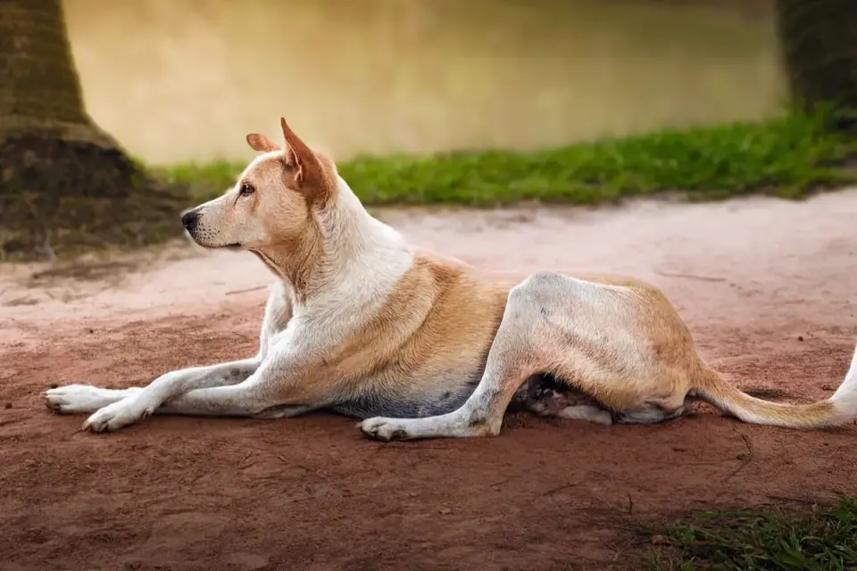 Dog stretching indoors