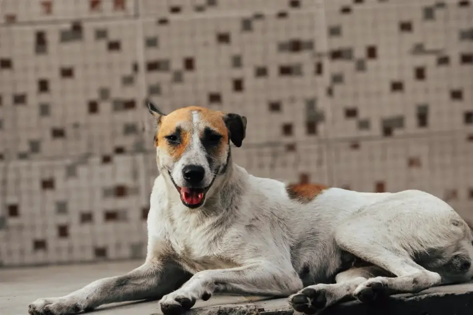 Dog stretching indoors