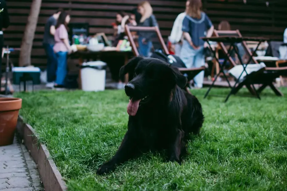 Dog waiting beside a bowl