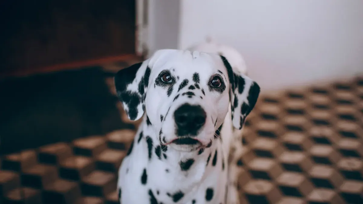 Dog waiting beside a bowl