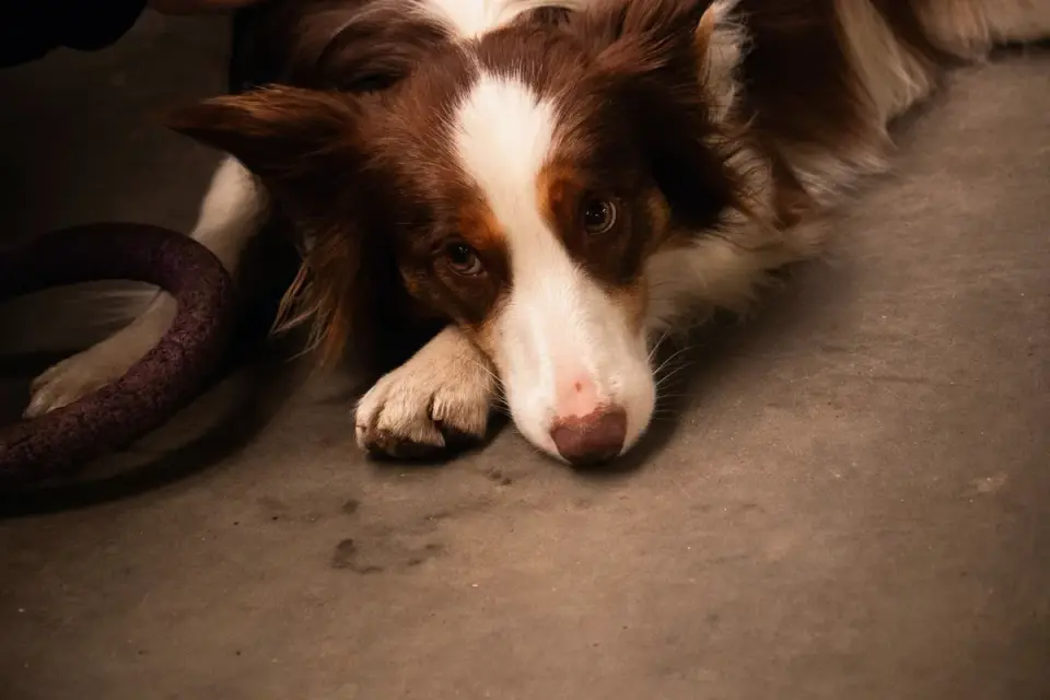 Dog waiting beside a bowl