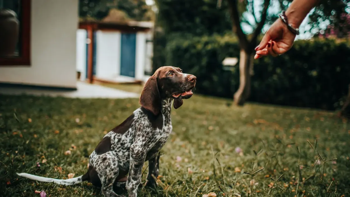 Dog waiting beside a bowl