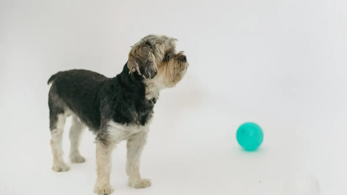 Dog waiting beside a bowl