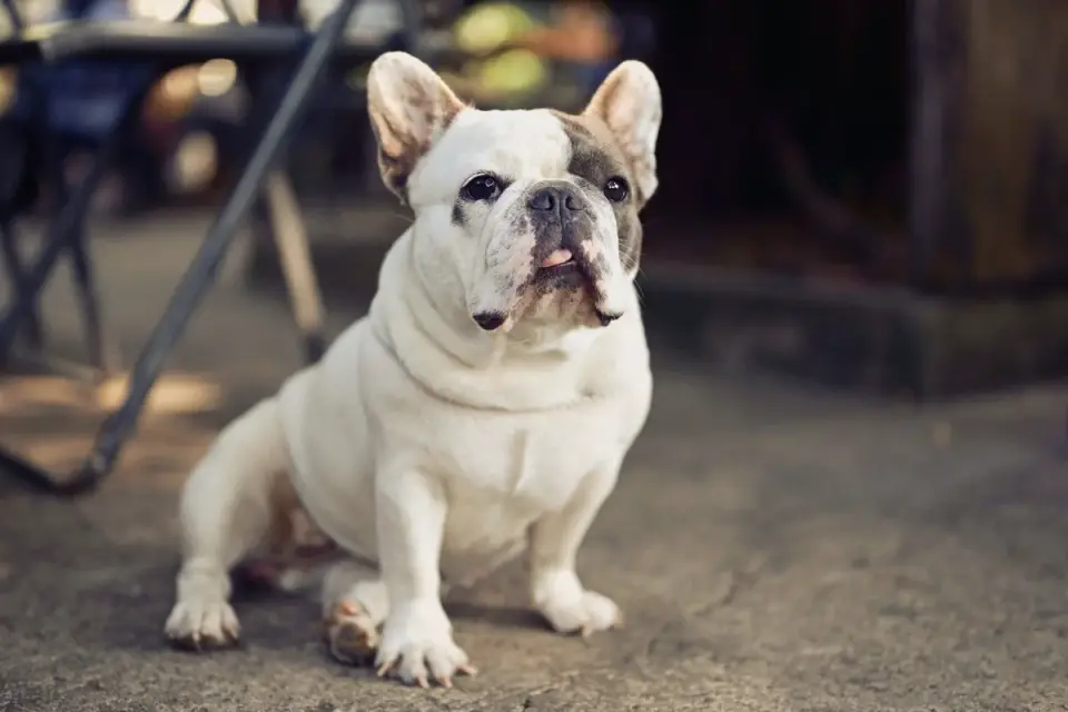 Dog waiting beside a bowl