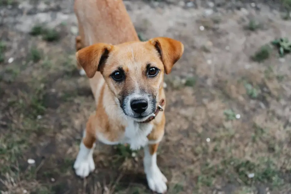 Dog waiting beside a bowl
