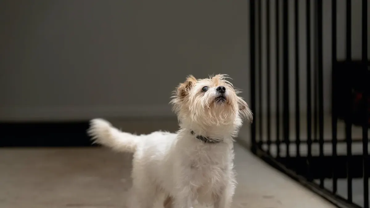 Dog waiting beside a bowl