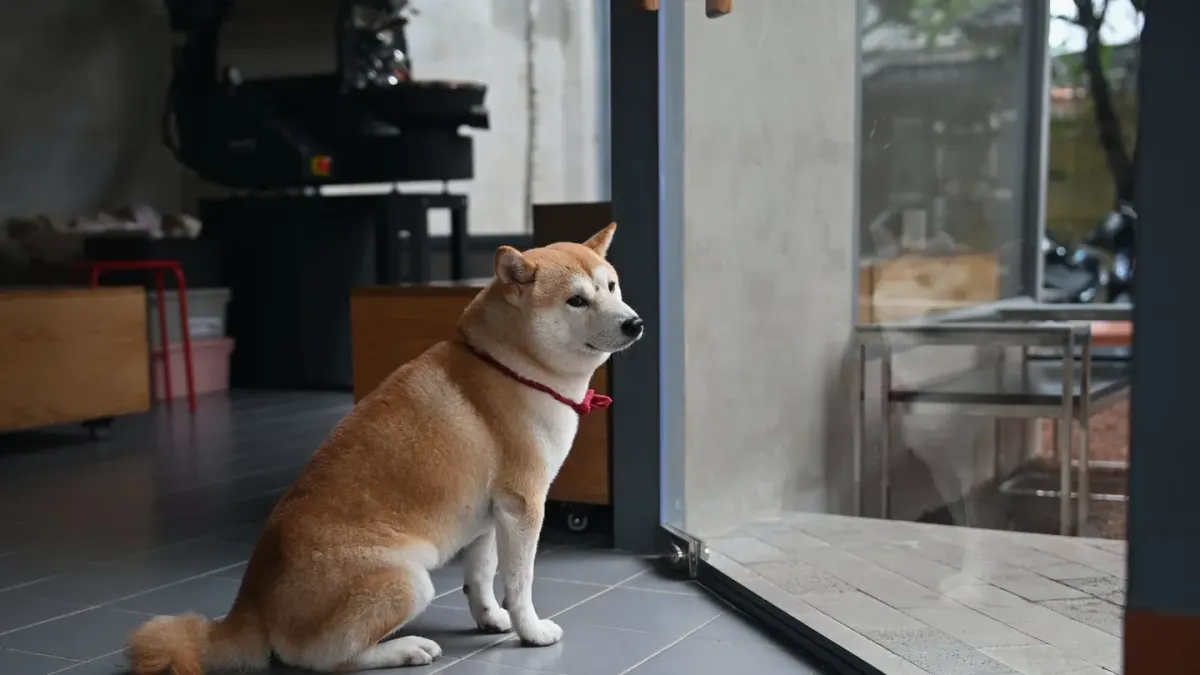 Dog waiting beside a bowl