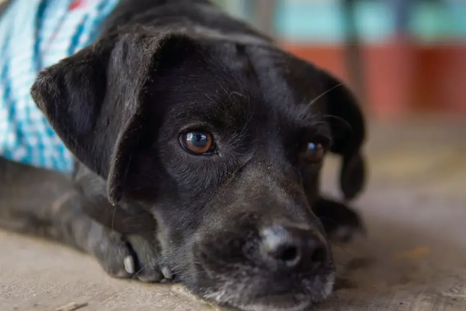 Dog waiting beside a bowl