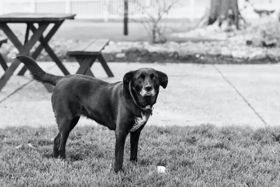 Dog waiting beside a bowl