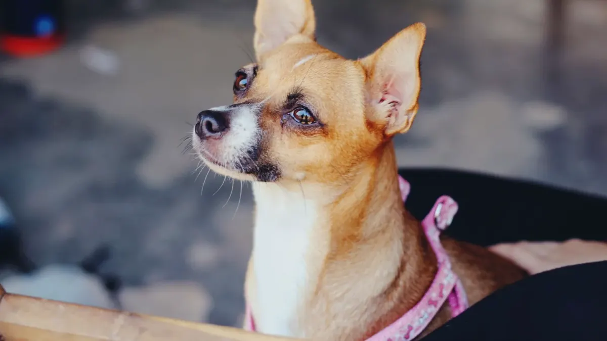 Dog waiting beside a bowl