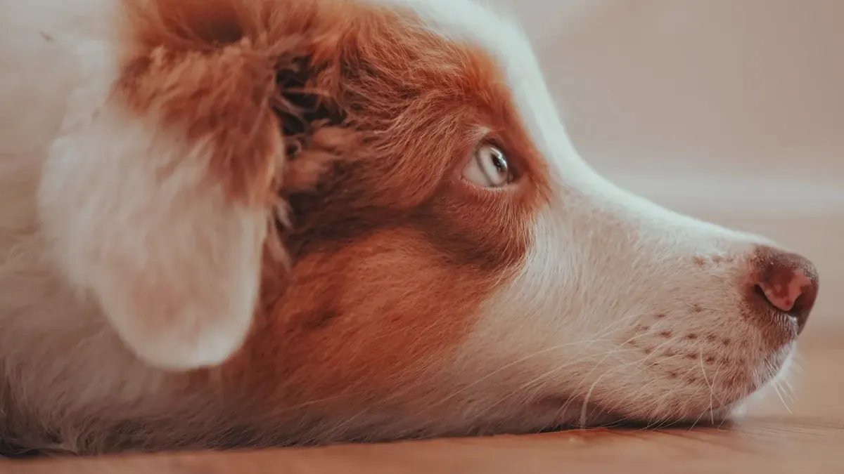 Dog waiting beside a bowl