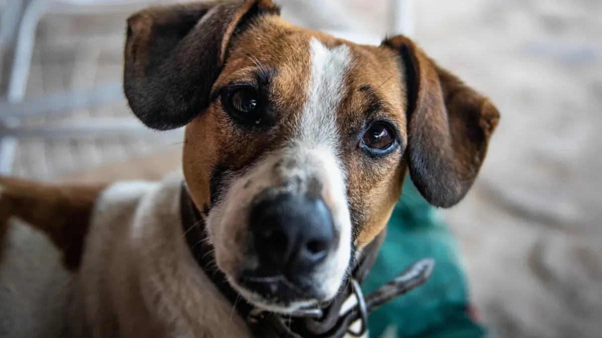 Dog waiting beside a bowl