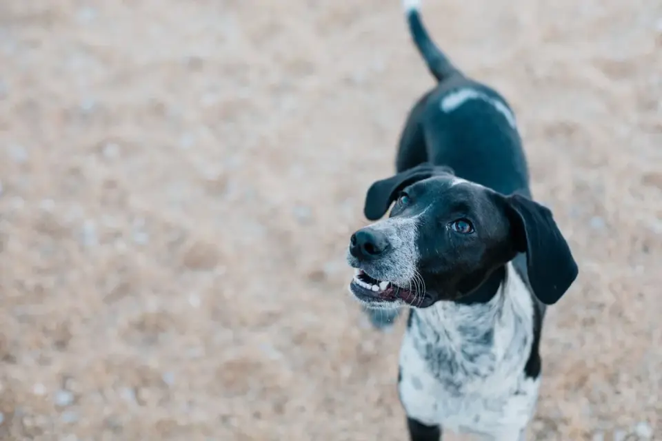 Dog waiting beside a bowl
