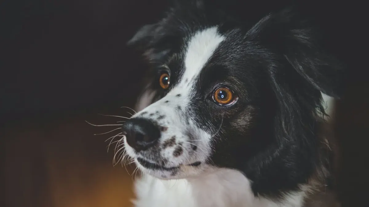 Dog waiting beside food bowl
