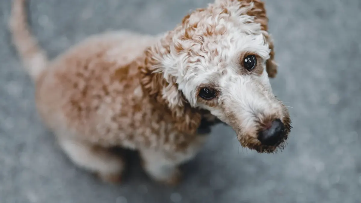 Dog waiting beside food bowl