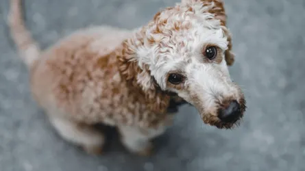 Dog waiting beside food bowl