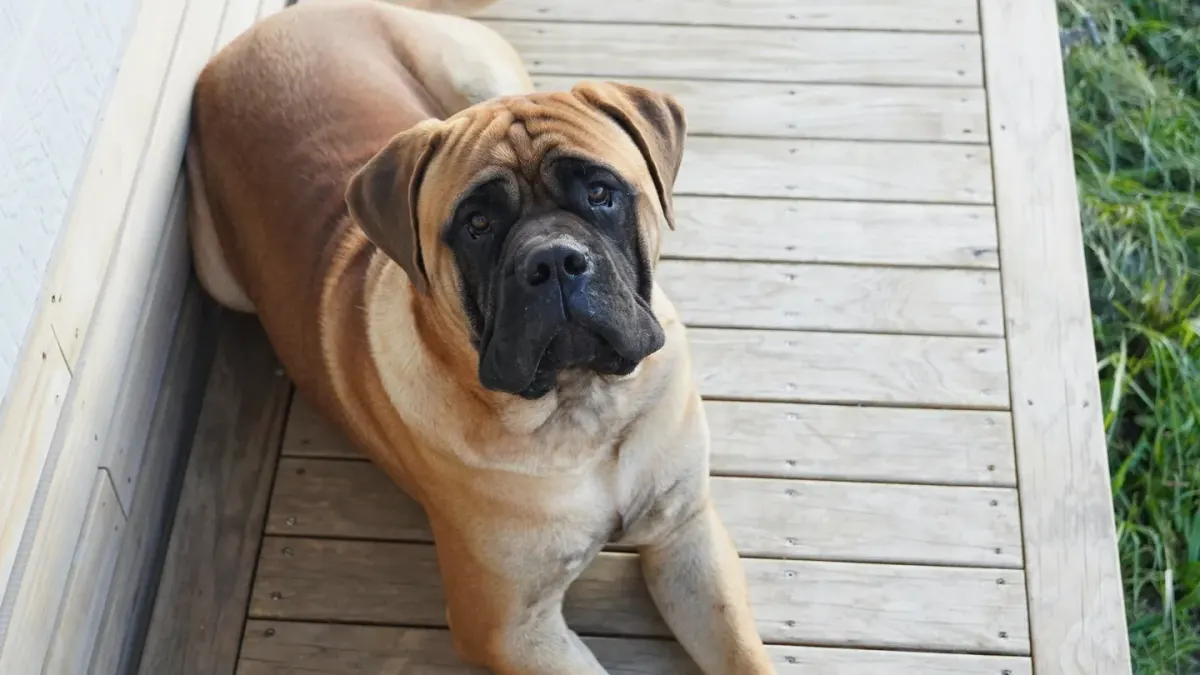 Dog waiting beside food bowl